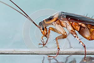 The cockroach creeps over tile