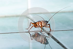 The cockroach creeps over tile