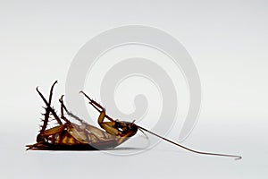 Cockroach dead on its back isolated on white background.