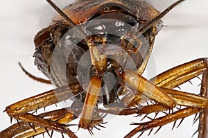 Cockroach dead in macro closeup