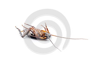 Cockroach dead on white background