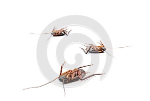 Cockroach dead on white background