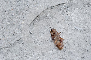 Cockroach death on floor cement