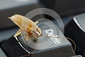 Cockroach delete idea