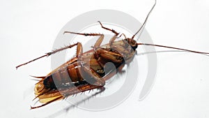 cockroach