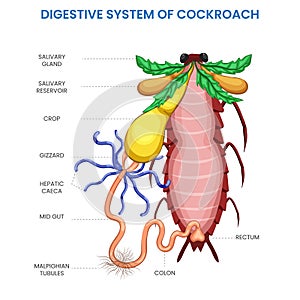 Cockroach digestive system, Efficient digestion, nutrient absorption for survival