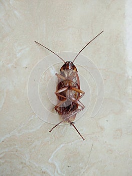 Cockroach on the dusty floor. Problem inhome and toilet concept