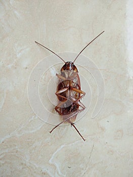 Cockroach on the dusty floor. Problem inhome and toilet concept photo