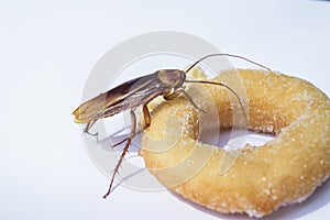 Cockroach eat donuts on a white background