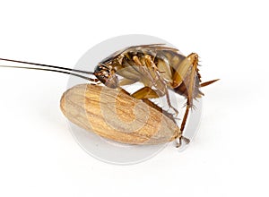 A cockroach eating an almond