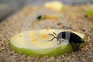 Cockroach eating apple, insects eat fruit just like us
