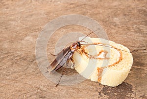 Cockroach eating a bread