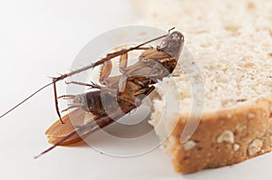 Cockroach eating bread