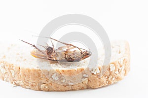 Cockroach eating bread