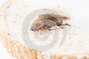 Cockroach eating bread