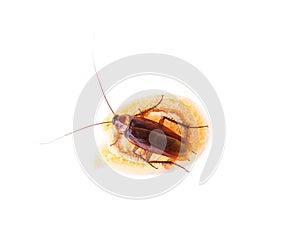 Cockroach eating a bread on white background