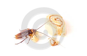 Cockroach eating a bread on white background