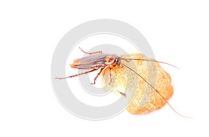 Cockroach eating a cookies on white background