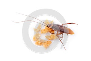 Cockroach eating cornflakes on white background