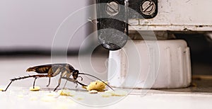 Cockroach eating crumbs of food on the floor of a dirty kitchen, insect problem indoors, pest or infestation