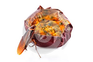 Cockroach eating passion fruit on white background