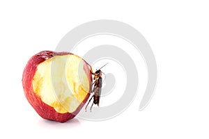 Cockroach eating on a red apple (focus on cockroach). Image iso