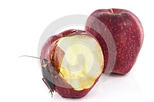 cockroach eating a red apple isolated on white background