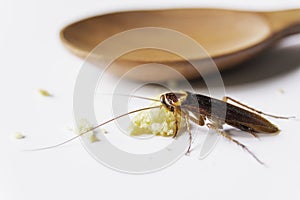 Cockroach eating whole wheat bread. Cockroach on the whole wheat bread on white background