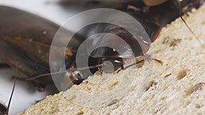 Cockroach eating whole wheat bread on white background(Isolated background). Cockroaches are carriers of the disease.