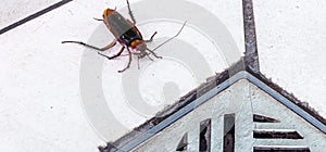 cockroach entering a dirty bathroom drain. Poor hygiene  problem with pests and insects at home