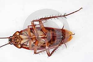 Dead cockroaches white background