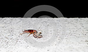 A Cockroach Feeding With Copy Space