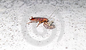 A Cockroach Feeding With Copy Space