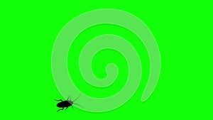 Cockroach on green screen, CG animated silhouette, seamless loop