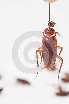 Cockroach hanging is dead shoot on white background