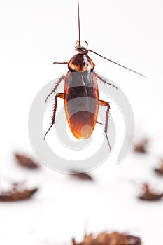 Cockroach hanging is dead shoot on white background