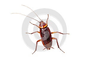 Cockroach have condensation on the body isolate on white background