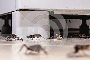 Cockroach infestation walking and crawling on dirty kitchen floor, insects in dirty ice cream parlor, need for detection at home
