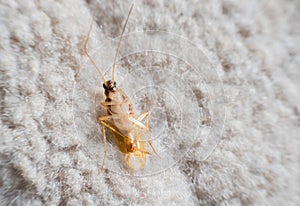 Cockroach insect