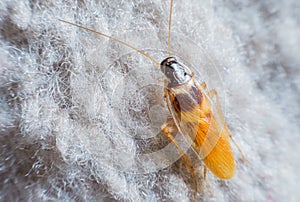 Cockroach insect