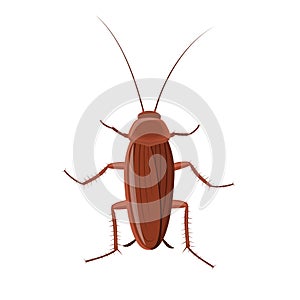 Cockroach insect isolated on white background, Pest bug icon top view. Flat body parasite pollution, roaches vector