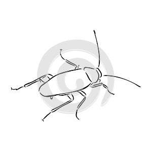 Cockroach insect pest, realistic vector sketch illustration