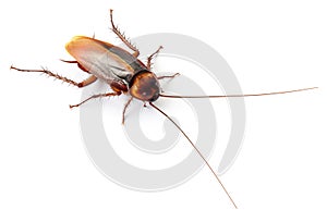 Cockroach Insect Pest Roach