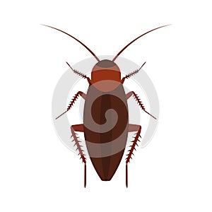 Cockroach insect vector icon above pest. Brown animal top view cartoon bug. Flat body parasite pollution