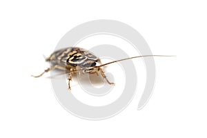 cockroach isolate on white