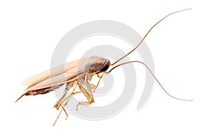 Cockroach isolated