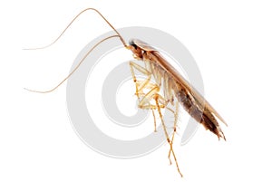 Cockroach isolated