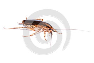 Cockroach isolated