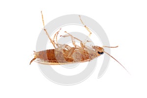 Cockroach isolated