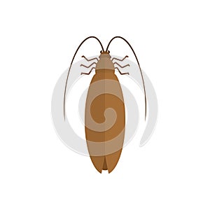 Cockroach isolated. Insect on white background. Beetle. Bug Vector illustration